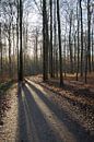 Sonian Forest by Miss Dee Photography thumbnail