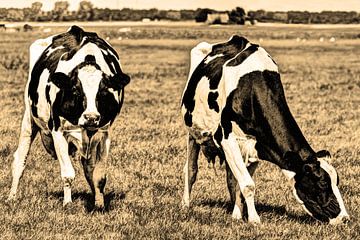 Vaches pie noires dans le pré Sépia