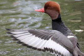 Krooneend in bad by Anneke Kooiker