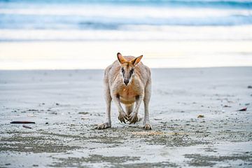 Känguru am Strand von Robert Styppa