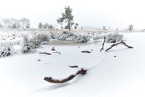 Sneeuw op de heide van Hoog Buurlo