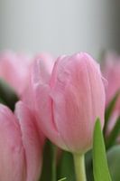 beautiful pink tulips