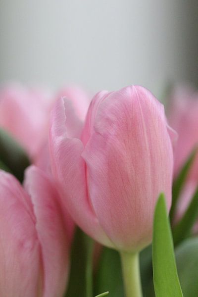 beautiful pink tulips by nele huyck