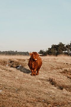 Schotse hooglander van Jietske Donders