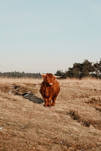 Schotse hooglander van Jietske Donders