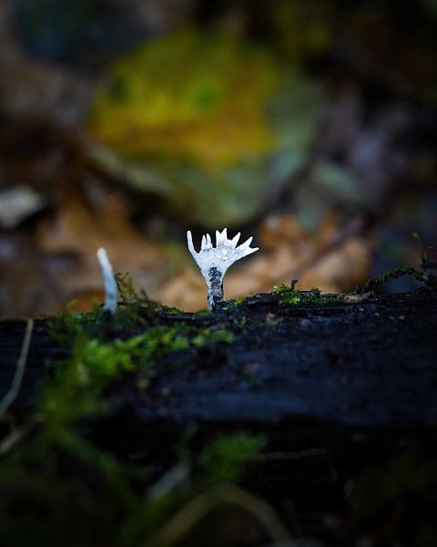 Mushroom by Tom Zwerver