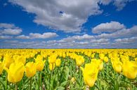 Tulpen in het veld in het voorjaar van Sjoerd van der Wal Fotografie thumbnail