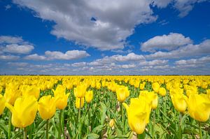 Tulpen in het veld in het voorjaar van Sjoerd van der Wal Fotografie