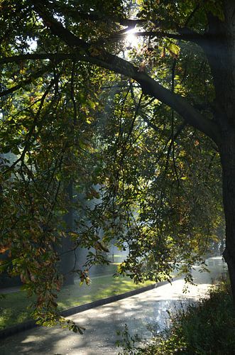 Sun shines light through trees and on water