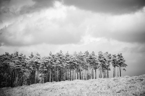 Trees lined up on a hill with dramatic clouds infrared landscape