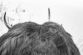 Schotse hooglanders “Verlegen “ van Truckpowerr