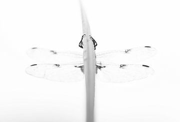 Four-spot dragonfly black and white by Milou Hinssen