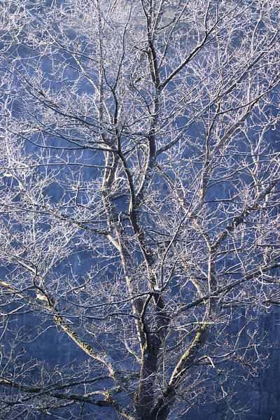Schöner frostbedeckter Baum von Imladris Images