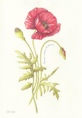 Poppy by Esthers Nature Studio