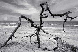 Arboreal plant at the Baltic Sea by Patrick Lohmüller