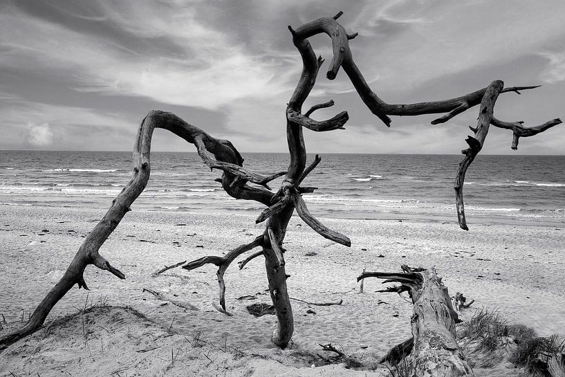 Baumgewächs an der Ostsee von Patrick Lohmüller