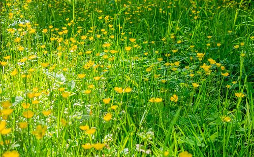 Prairie de fleurs sauvages