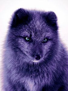Eisfuchs