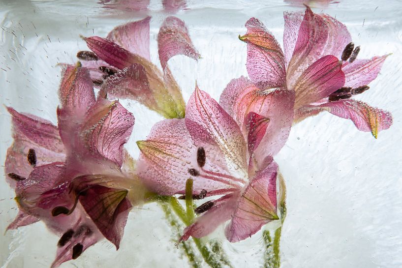 Red Alstroemeria in ice 2 by Marc Heiligenstein