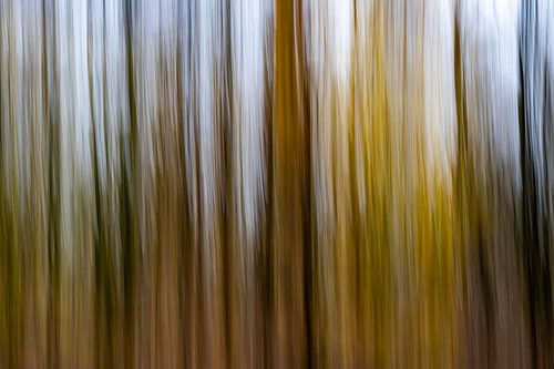 Autumn at Forest House Three, abstract #5