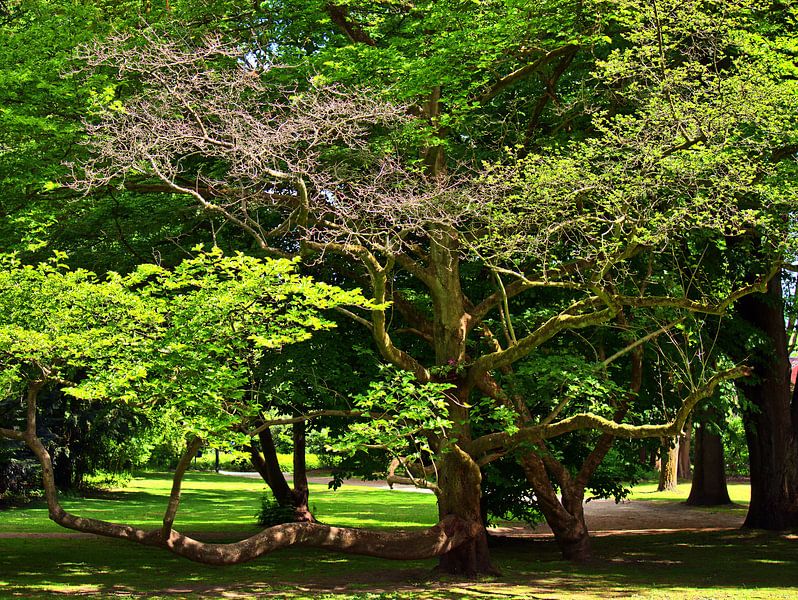 heksenboom van Edgar Schermaul
