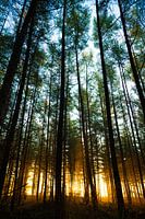 Morning light in the forest