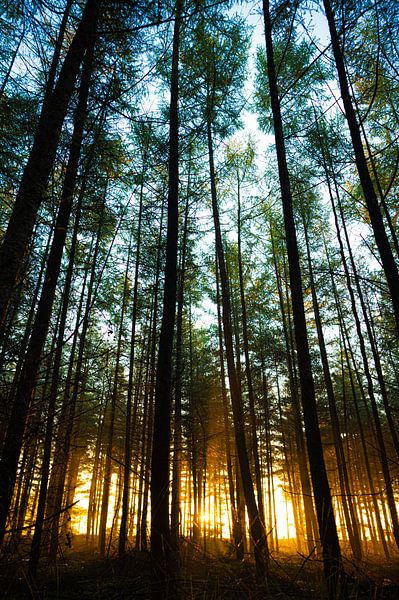 Morning light in the forest by Jurgen van Hest