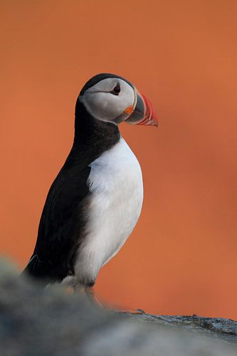Atlantic Puffin or Common Puffin, Fratercula arctica, Norway