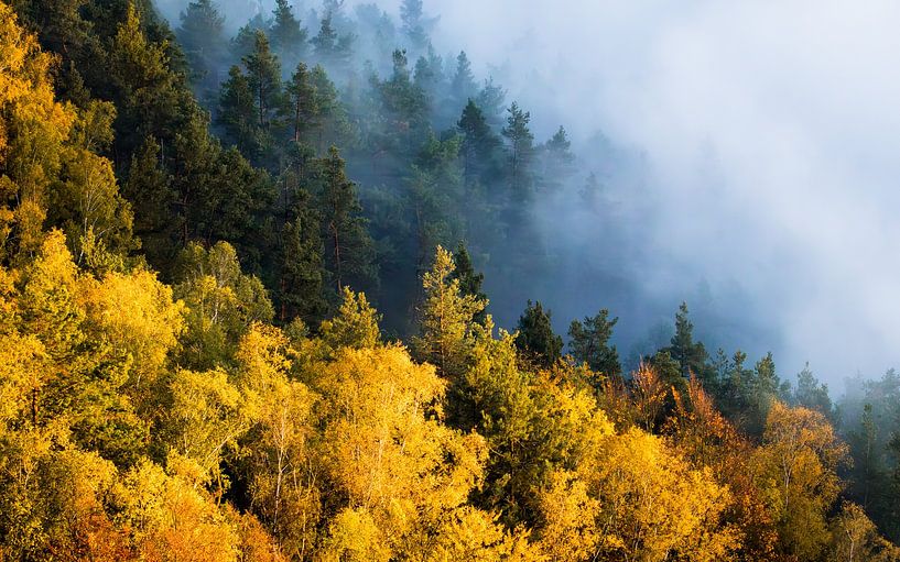 Sea of colours in autumn by Nils Steiner