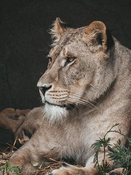 The Lioness (1) by WILBERT HEIJKOOP photography
