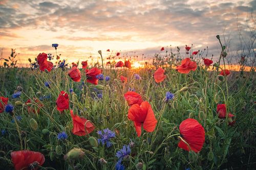 Poppy flower field by Steffen Gierok