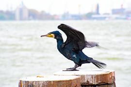 Kormoran windig von Truckpowerr