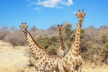 Trois girafes