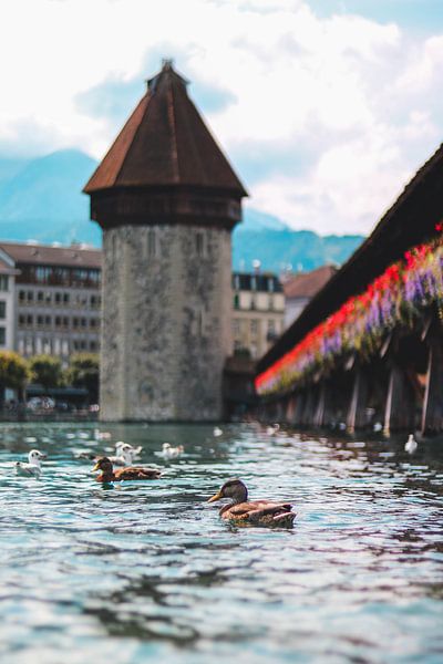 Ducks at the Chapel Bridge in Lucerne by Isa V