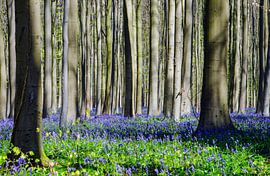 Paarse Gloed von Tanja de Boer