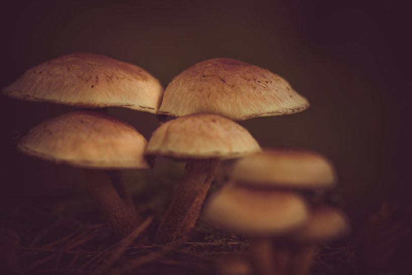 Herbst, Pilze im Wald - 1 von Marianne Twijnstra