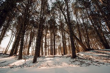 Winterbos in het licht van de ochtendzon van Dave Adriaanse