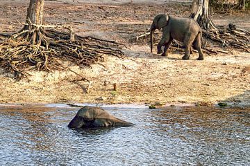 Elephants in and around the water in Chobe National Park Botswana by Merijn Loch