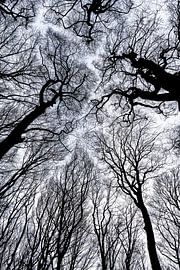 Winter forest canopy with bare branches by Jeroen Kleiberg
