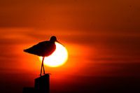 Grutto silhouet bij ondergaande zon.