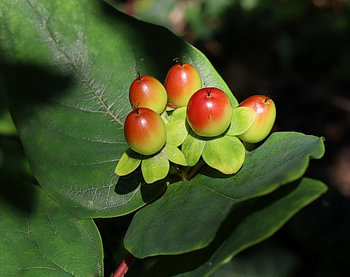Hypericum !
