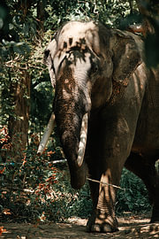 Asian elephant in warm light between the trees