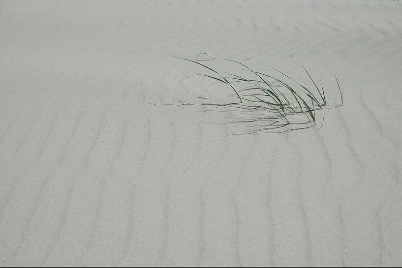 Dune grass by Marije Zuidweg