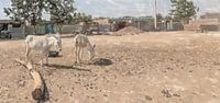 Dorpsplein met ezels in Soedan van Frank Heinz thumbnail