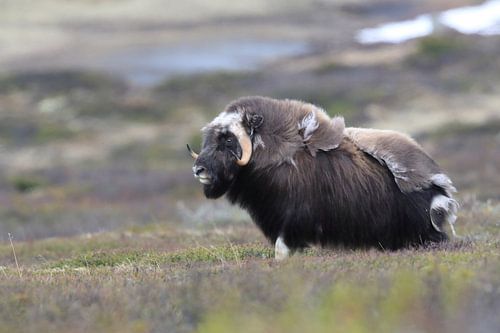 Muskusos in Dovrefjell nationaal park, in de natuurlijke habitat, Noorwegen