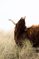Schotse hooglander steekt tong uit