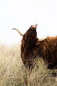 Scottish highlander sticks out tongue by Laura-anne Grimbergen