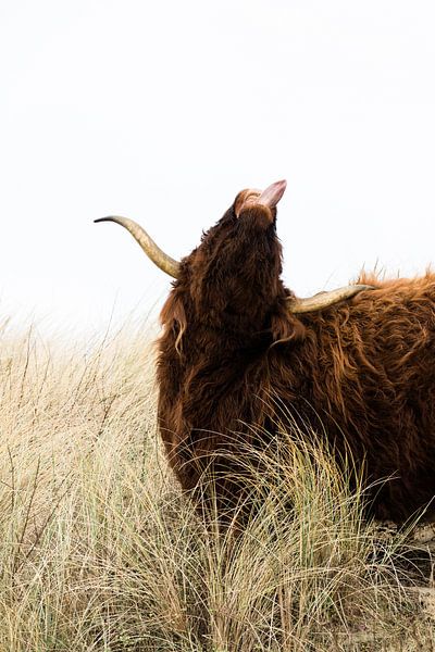 Schotse hooglander steekt tong uit van Laura-anne Grimbergen