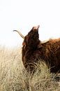 Schotse hooglander steekt tong uit van Laura-anne Grimbergen thumbnail
