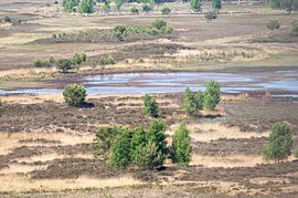Kalmthoutse Heide von Werner Lerooy
